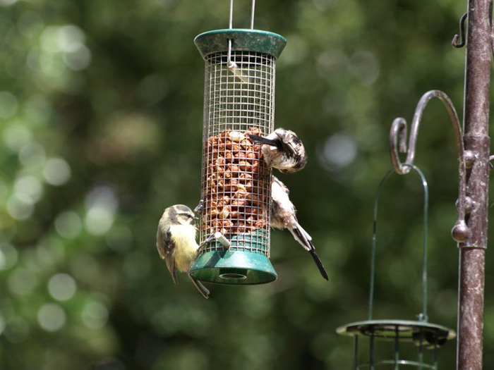 blue tit and long-tailed tit